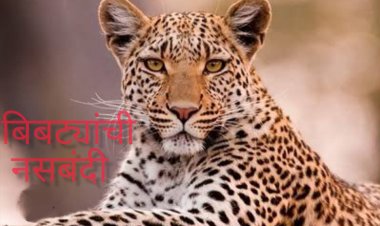 जुन्नर, आंबेगावातील बिबट्यांची नसबंदी करणार... वनविभागाचा प्रस्ताव सादर